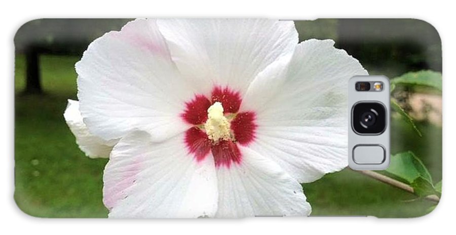 Rose of Sharon - Phone Case