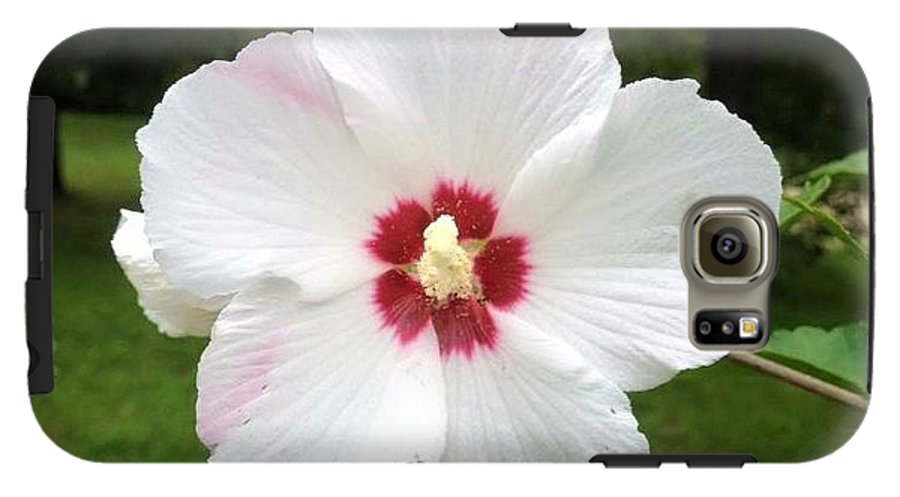 Rose of Sharon - Phone Case