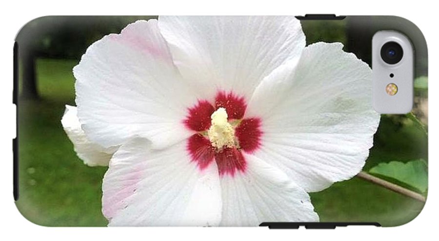 Rose of Sharon - Phone Case