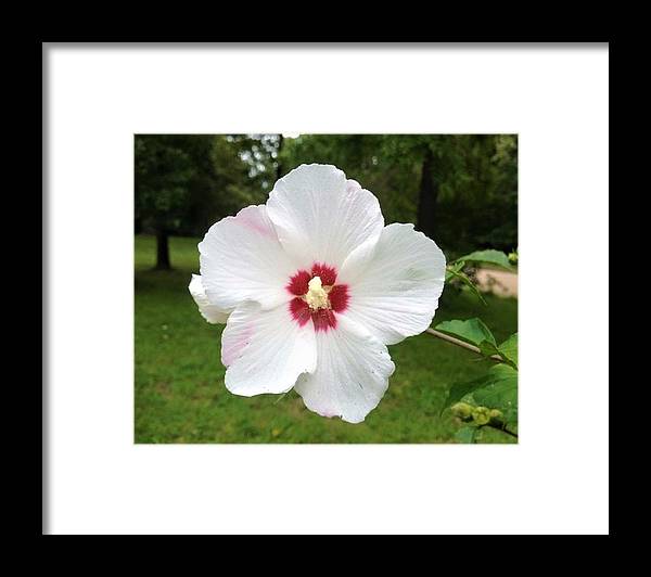 Rose of Sharon - Framed Print