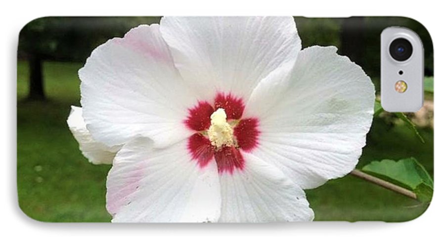 Rose of Sharon - Phone Case