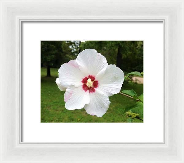 Rose of Sharon - Framed Print