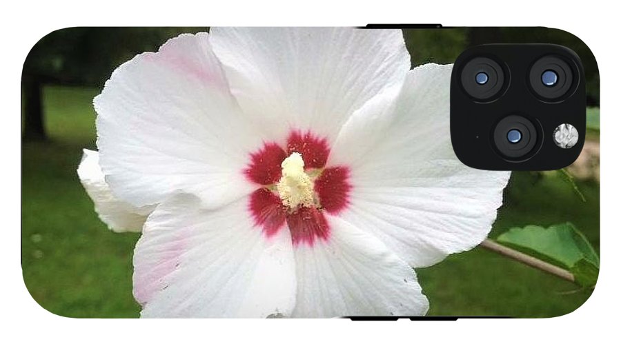 Rose of Sharon - Phone Case