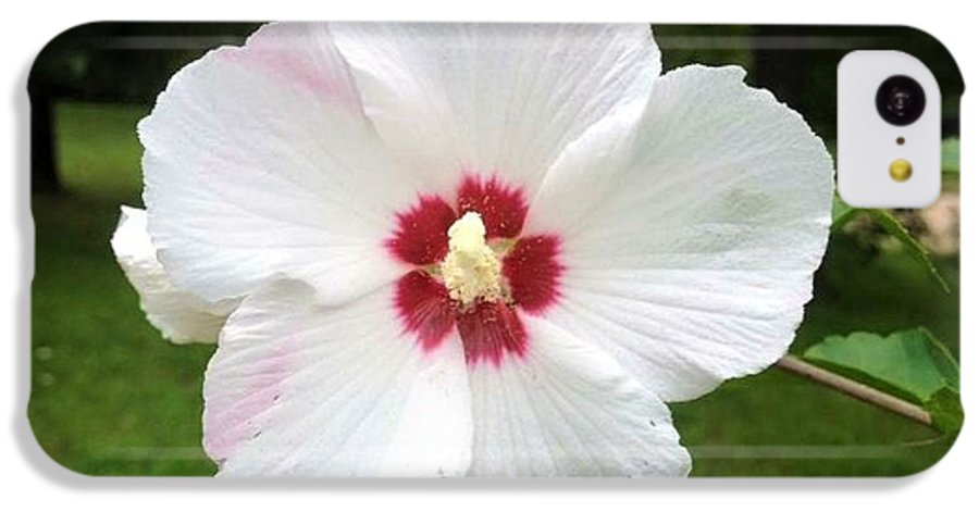 Rose of Sharon - Phone Case