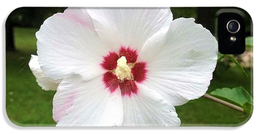 Rose of Sharon - Phone Case