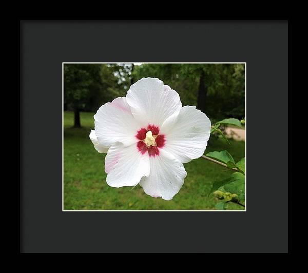 Rose of Sharon - Framed Print