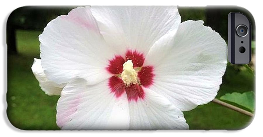 Rose of Sharon - Phone Case