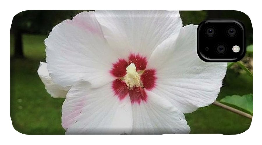 Rose of Sharon - Phone Case