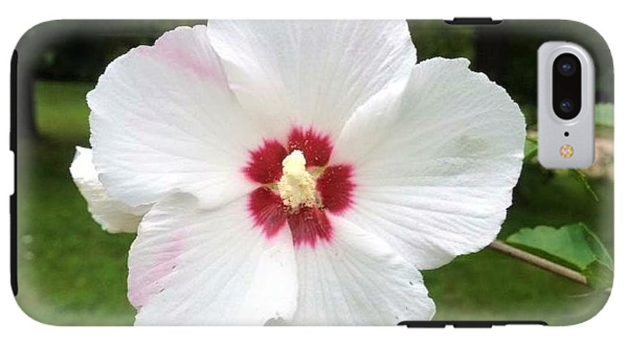 Rose of Sharon - Phone Case