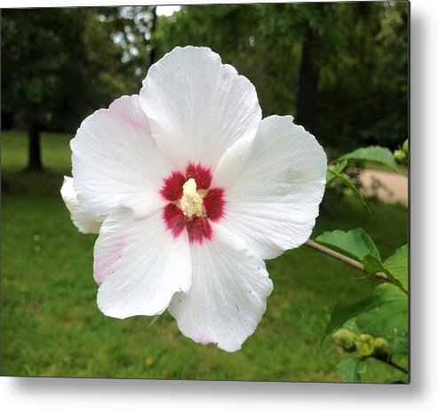 Rose of Sharon - Metal Print