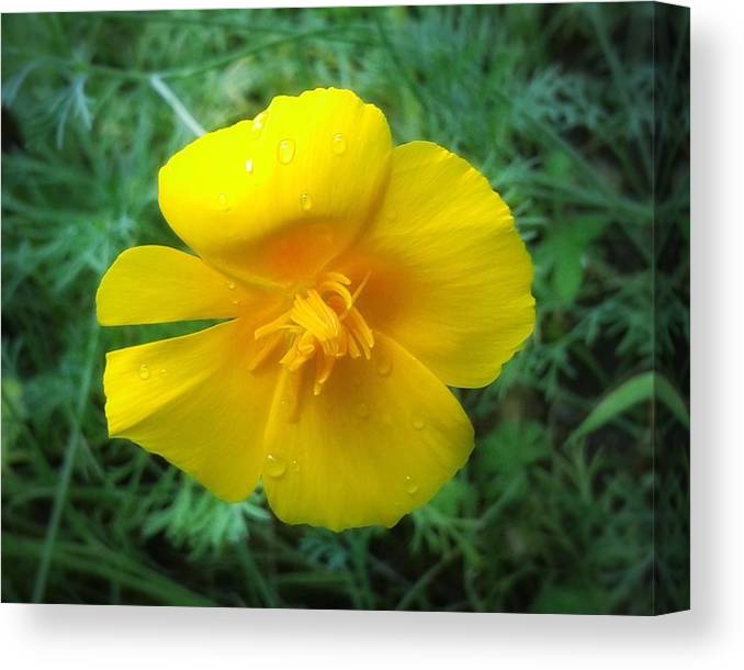 Sunny Bloom - Canvas Print