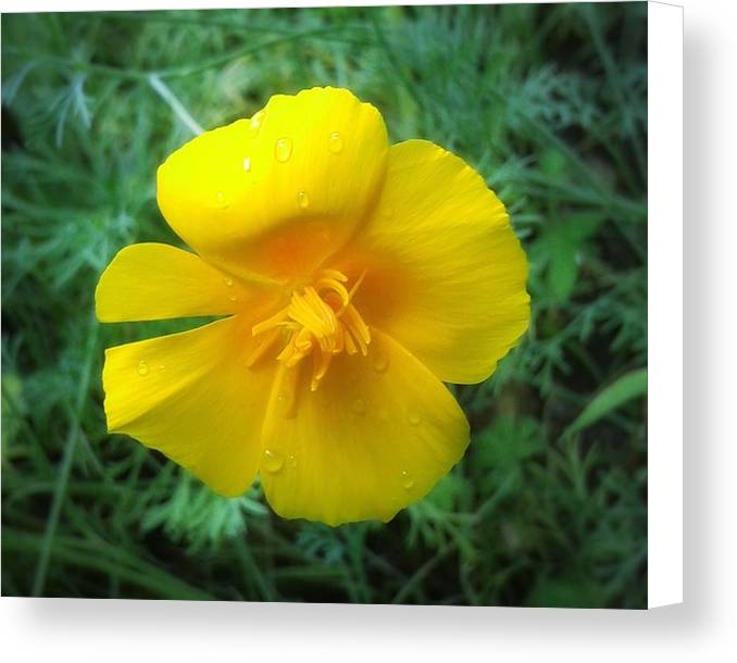 Sunny Bloom - Canvas Print