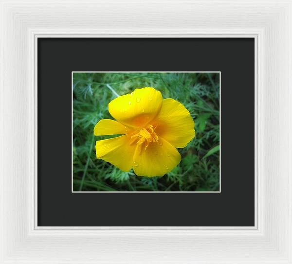 Sunny Bloom - Framed Print