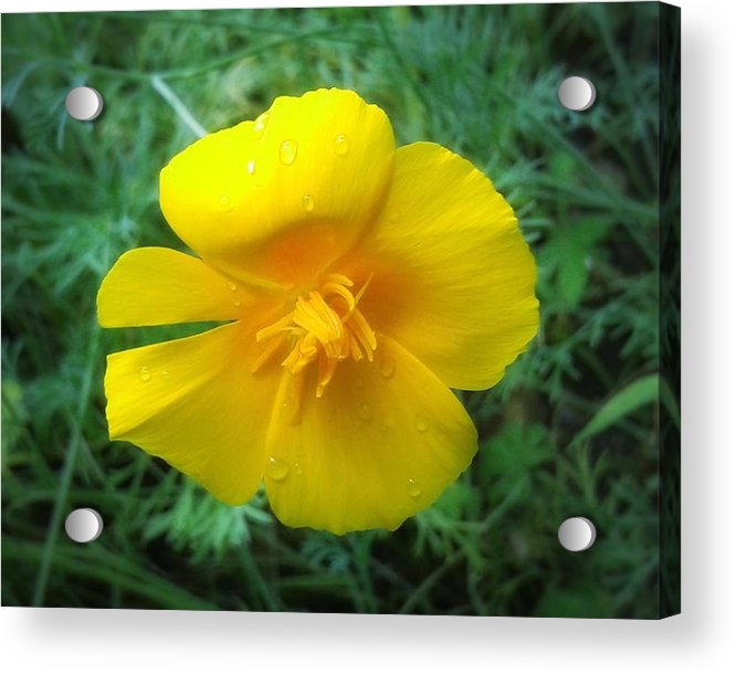 Sunny Bloom - Acrylic Print