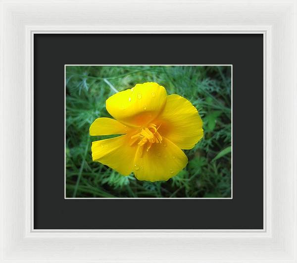 Sunny Bloom - Framed Print