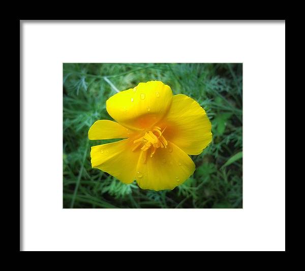 Sunny Bloom - Framed Print