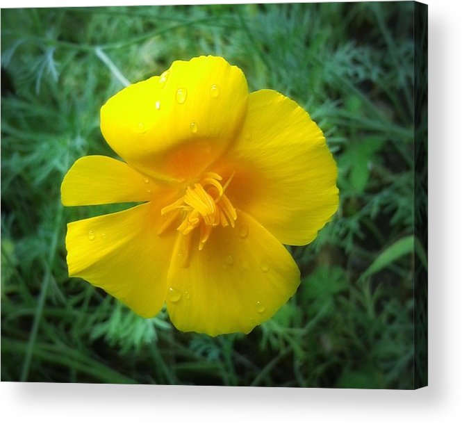 Sunny Bloom - Acrylic Print