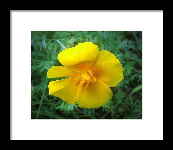 Sunny Bloom - Framed Print