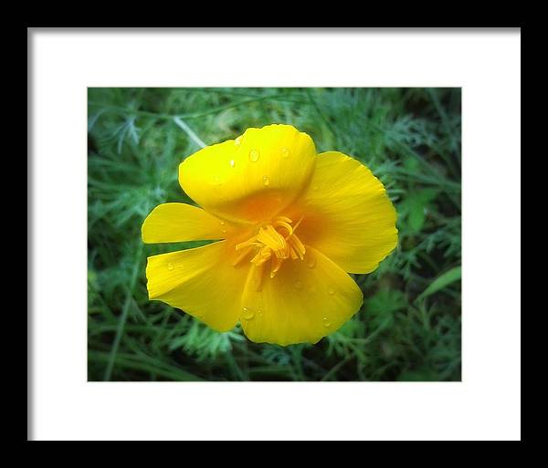 Sunny Bloom - Framed Print