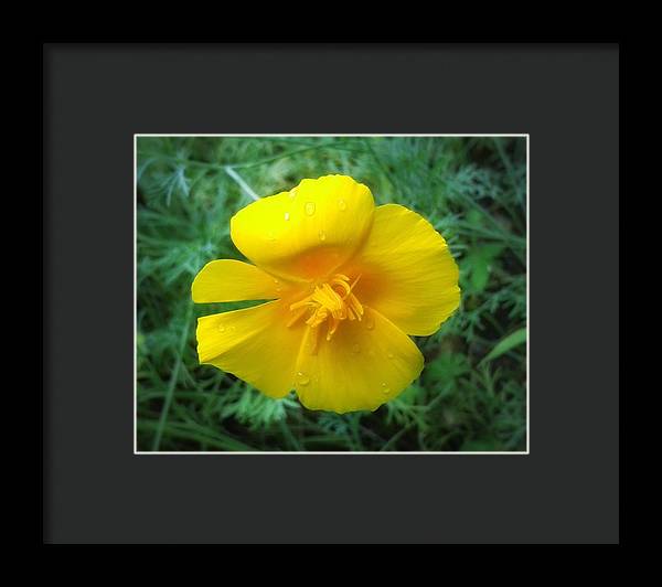 Sunny Bloom - Framed Print