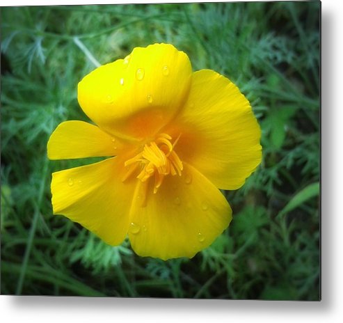 Sunny Bloom - Metal Print