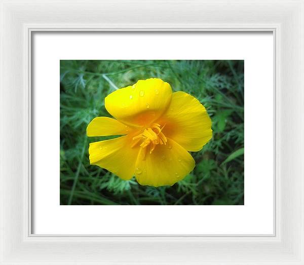 Sunny Bloom - Framed Print