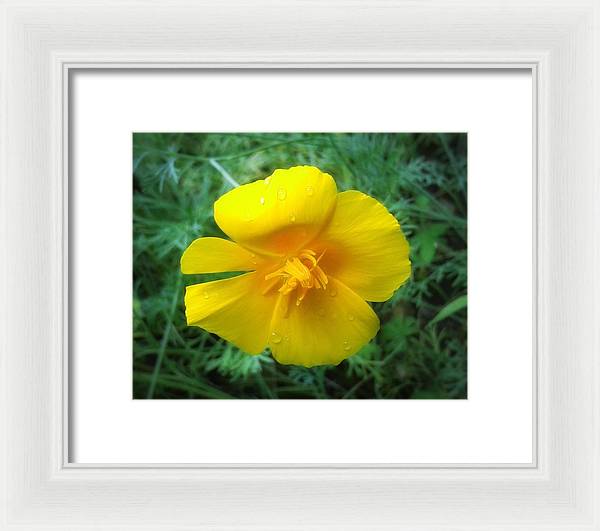 Sunny Bloom - Framed Print