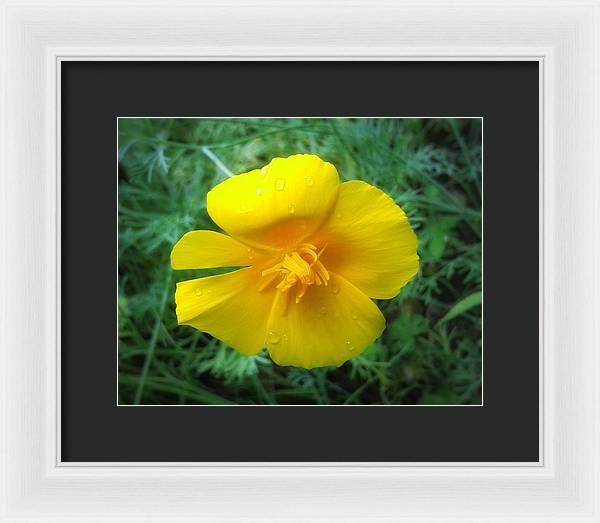 Sunny Bloom - Framed Print