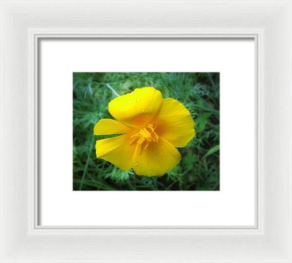 Sunny Bloom - Framed Print