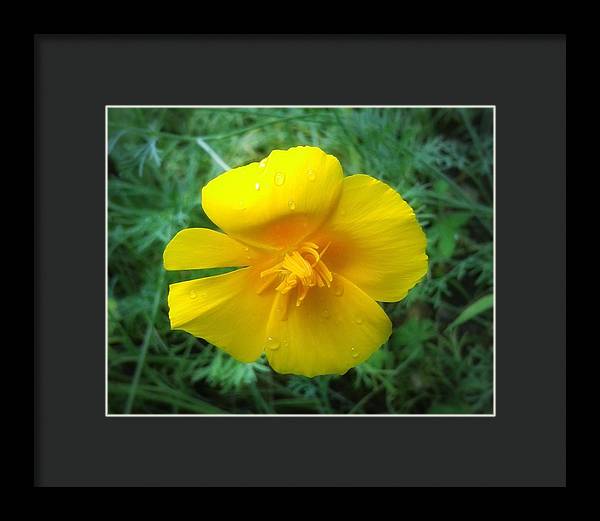 Sunny Bloom - Framed Print