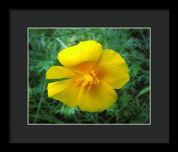 Sunny Bloom - Framed Print