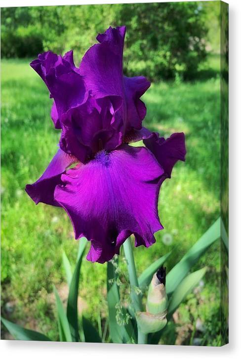 Violet Iris - Canvas Print