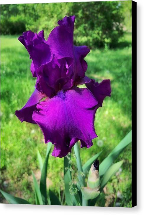 Violet Iris - Canvas Print