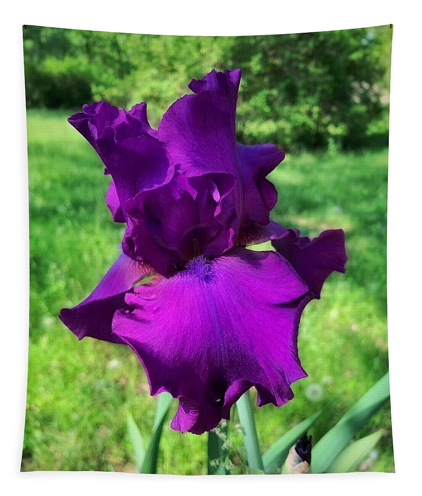 Violet Iris - Tapestry