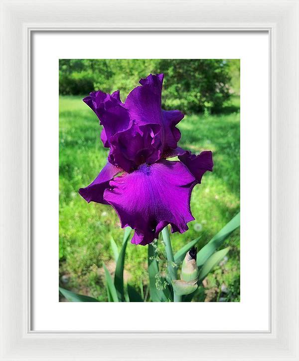 Violet Iris - Framed Print