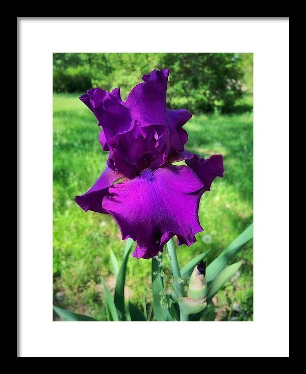 Violet Iris - Framed Print