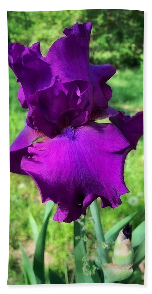 Violet Iris - Beach Towel