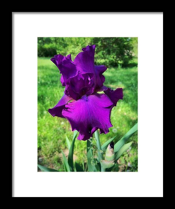 Violet Iris - Framed Print