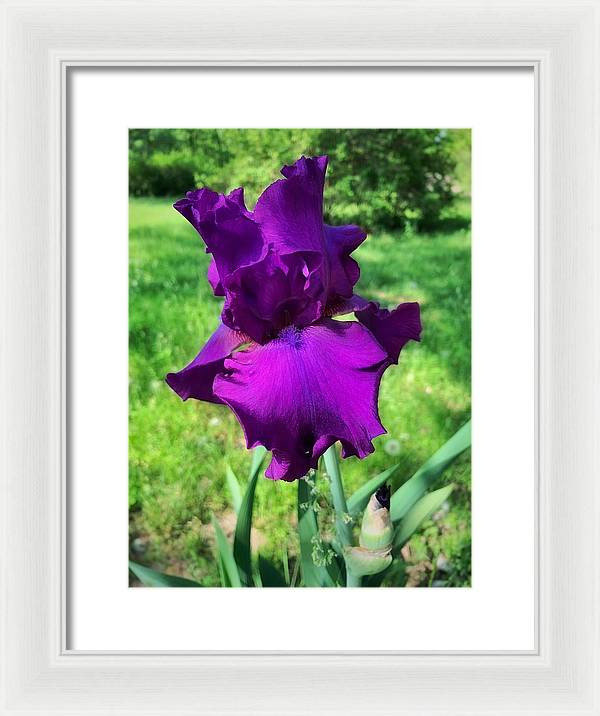 Violet Iris - Framed Print