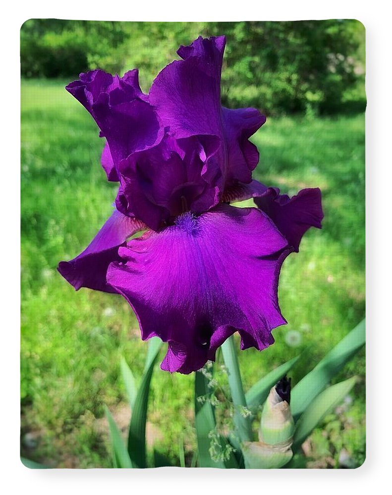 Violet Iris - Blanket