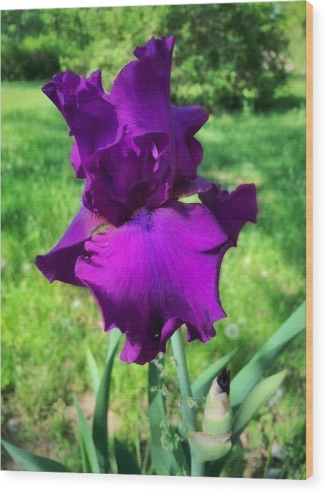 Violet Iris - Wood Print