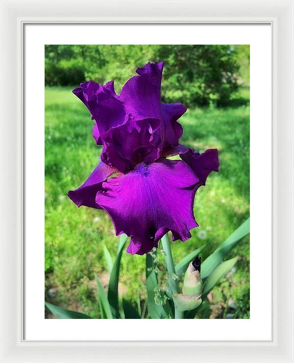 Violet Iris - Framed Print