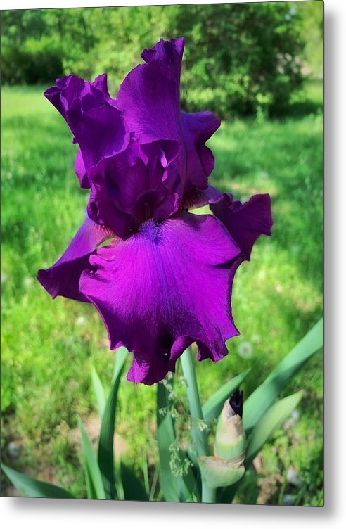 Violet Iris - Metal Print