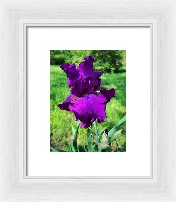 Violet Iris - Framed Print