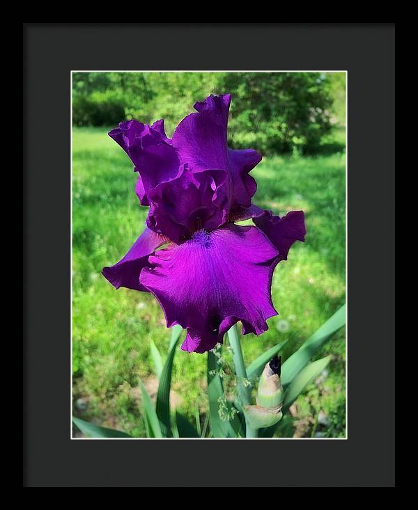 Violet Iris - Framed Print