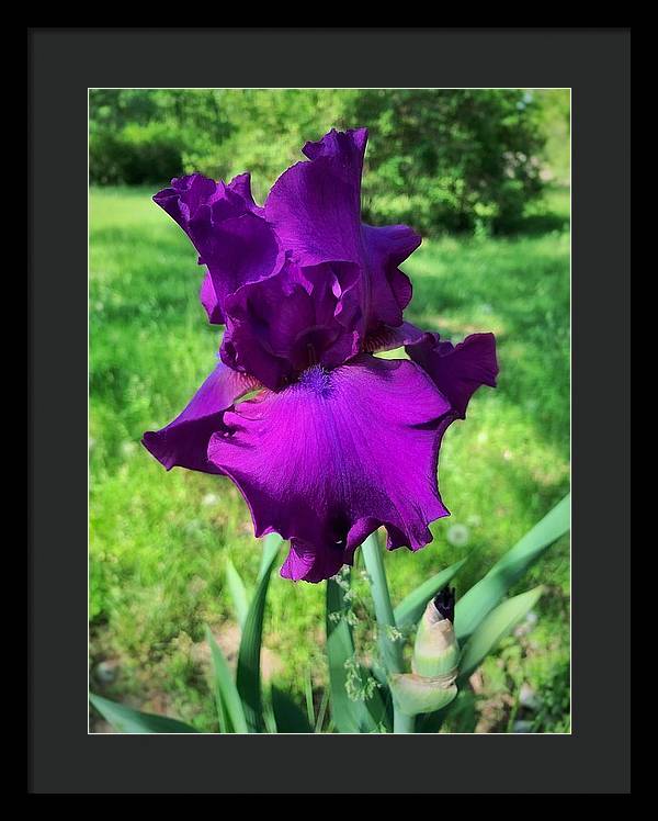 Violet Iris - Framed Print