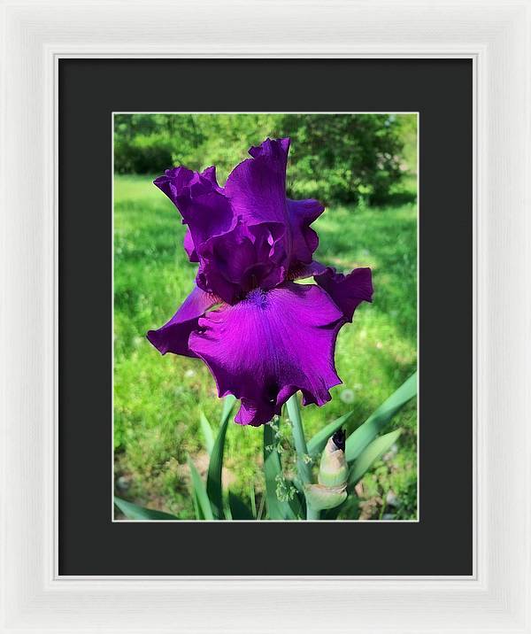 Violet Iris - Framed Print