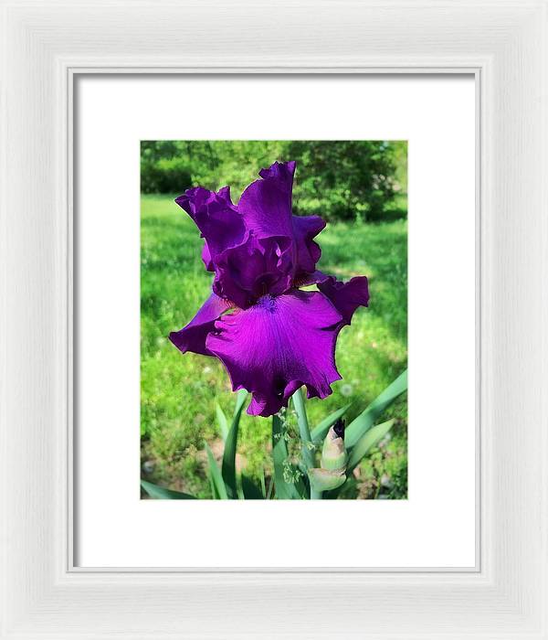 Violet Iris - Framed Print