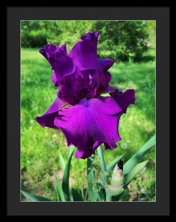 Violet Iris - Framed Print