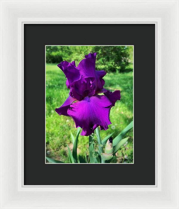 Violet Iris - Framed Print